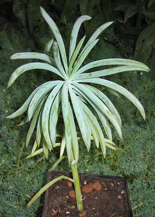 Senecio picticaulis v_ glauca_small.jpg