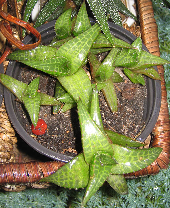 Havortiya_tesselata_small.jpg