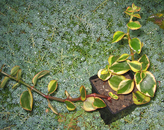 Crassula_sarmentosa_variegata_small.jpg