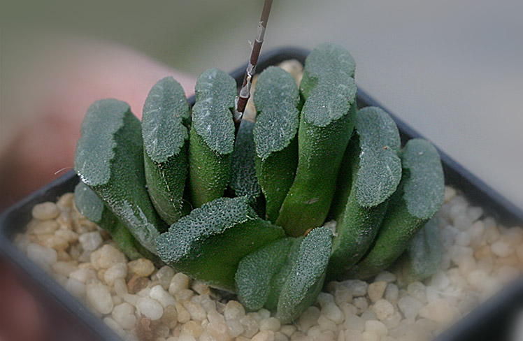 Hawotiya_truncata_small.jpg