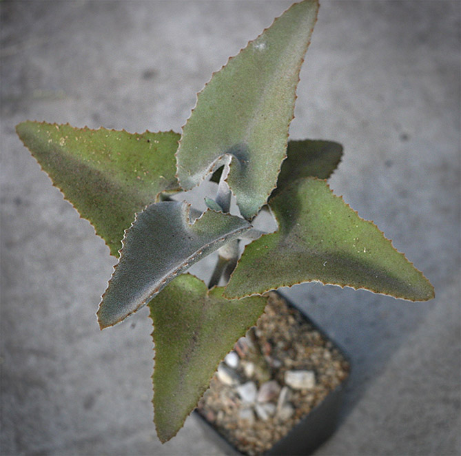 Kalanchoe beharensis_small.jpg