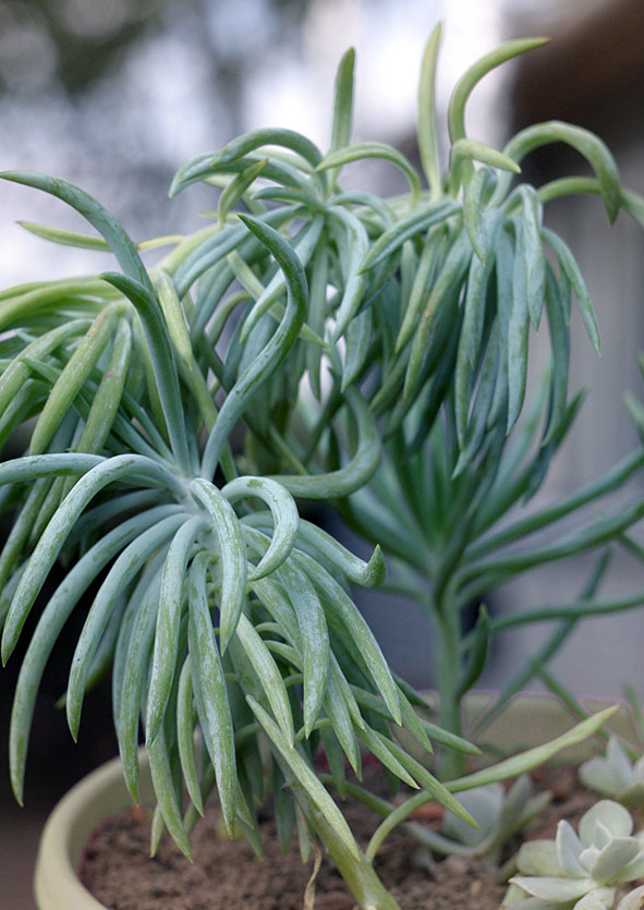 Senecio picticaulis_glauca_small.jpg