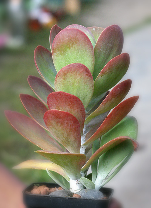 Kalanchoe thyrsiflora_small.jpg