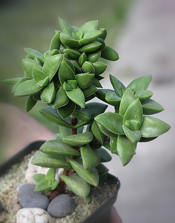 crassula_Springtime_small.jpg