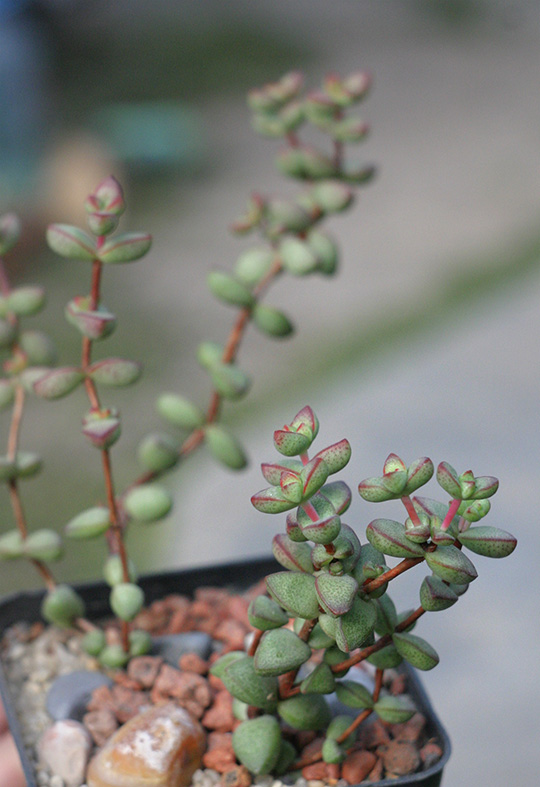 Crassula brevifolia_small.jpg