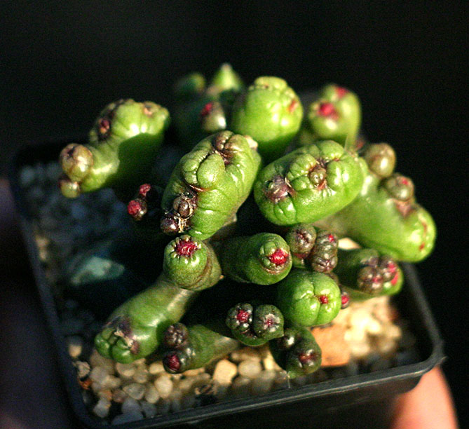 M_bokasana_cv_Fred_01_small.jpg
