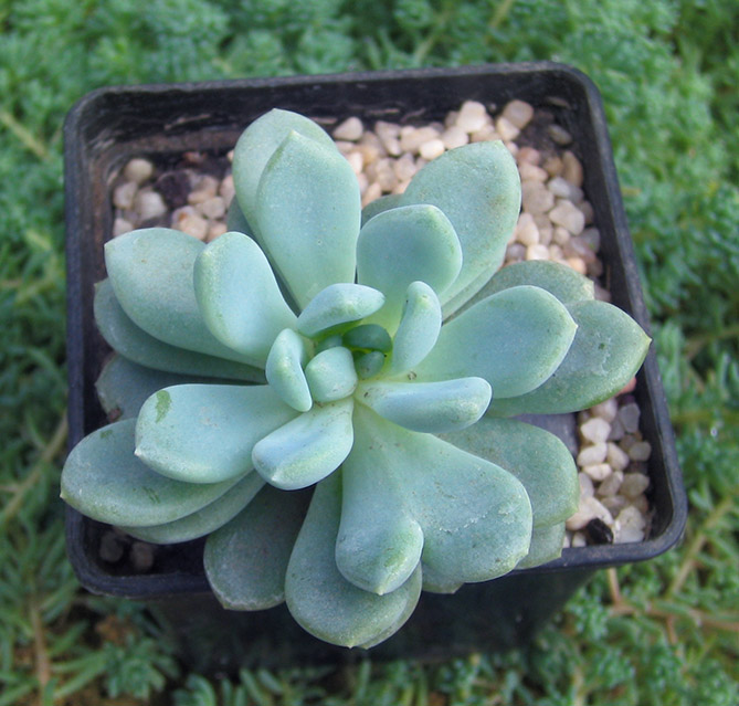 Echeveria_sp_small.jpg