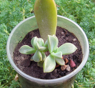 Graptopetalum paraguayense_small.jpg