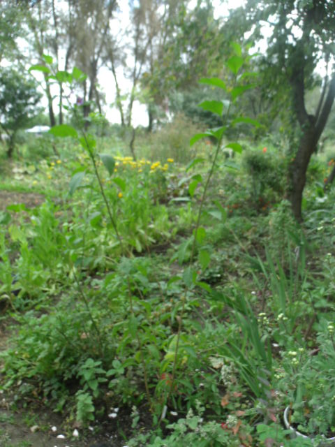 GEDC5958.JPG