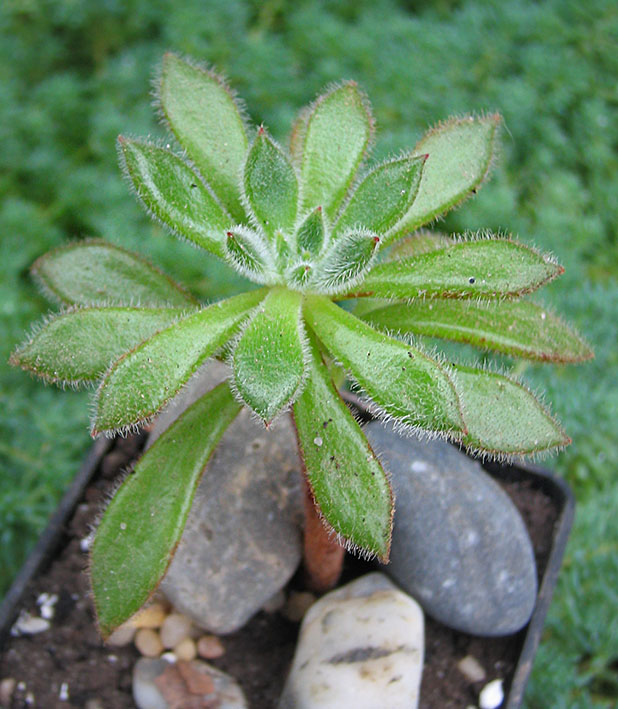 Echeveria_sp_01_small.jpg