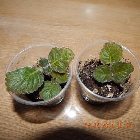 DSCN0860.JPG