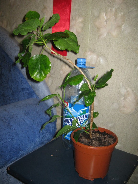 image.jpg