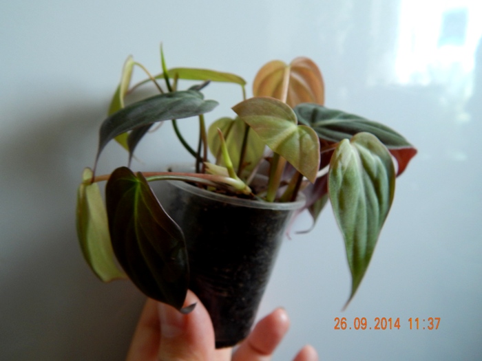 DSCN2930.JPG