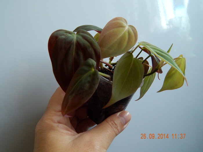 DSCN2929.JPG