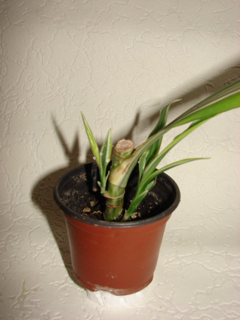 DSC07400.JPG