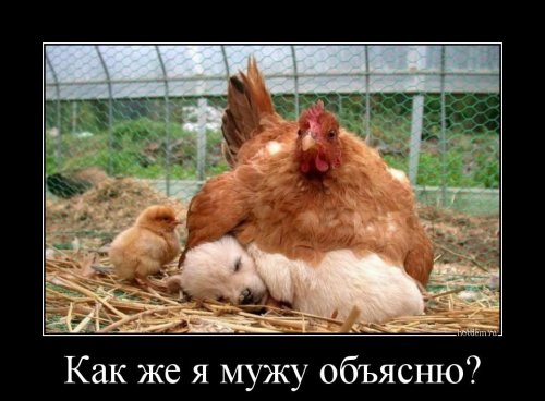 1411969318_demotivatory-1.jpg
