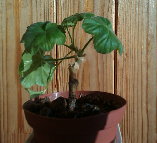 IMAG0988.jpg