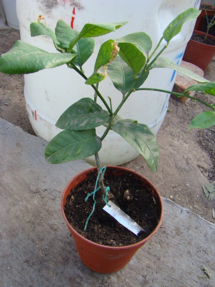 Adamo c. limon.jpg