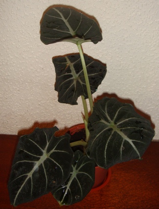 Алоказия Black Velvet.jpg