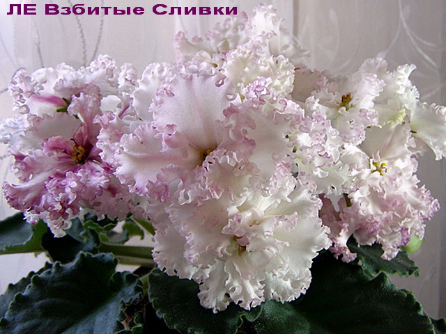 ЛЕ Взбитые Сливки отр.jpg