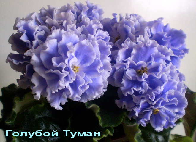 Голубой Туман отр.jpg