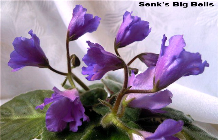 Senk's Big Bells отр.jpg