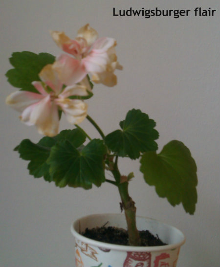 IMAG0994.jpg