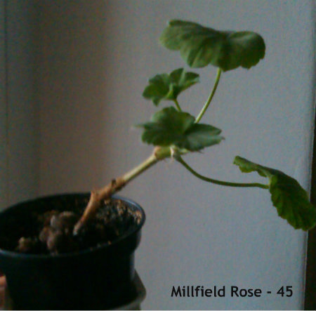 IMAG0990.jpg