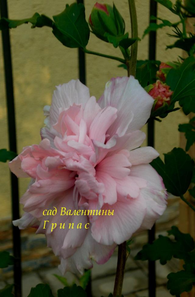 CIMG0291.jpg