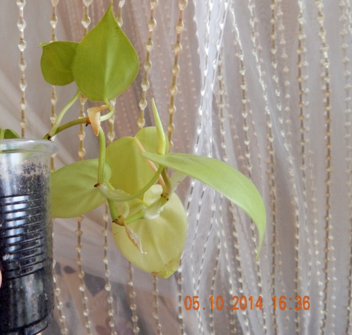 DSCN2967.JPG