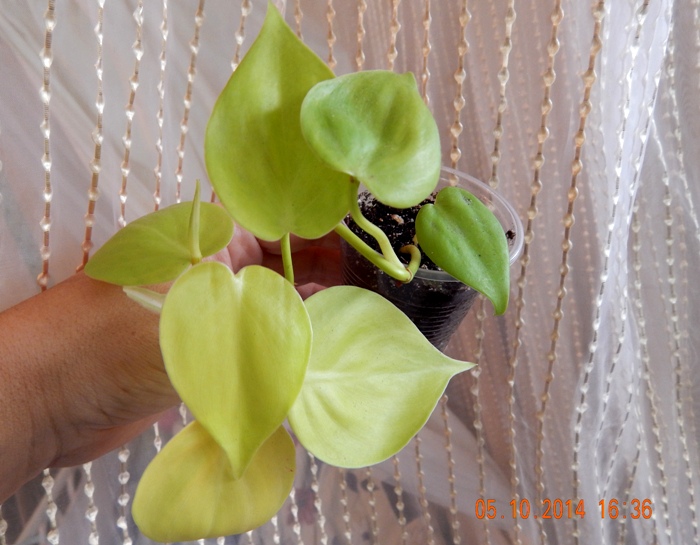 DSCN2968.JPG