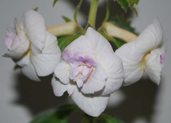 'Milk and Honey'.jpg