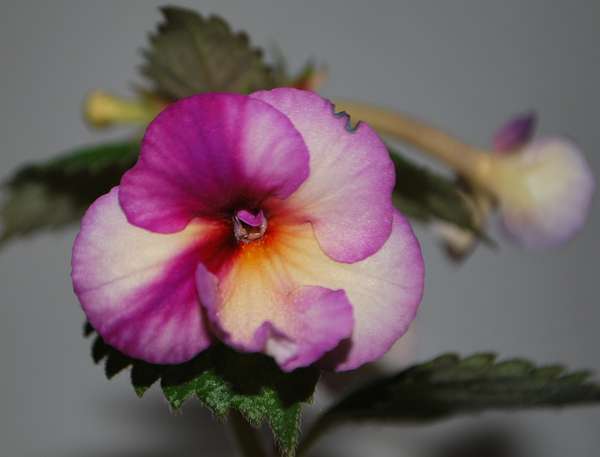 'Blueberry Lemon'.jpg