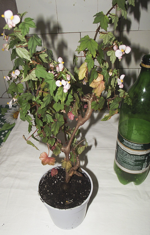 каудексная.jpg