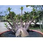 ARABICUM DWARF BLACK KNIGHT.jpg