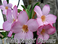 adenium arabicum dwarf black knight.jpg