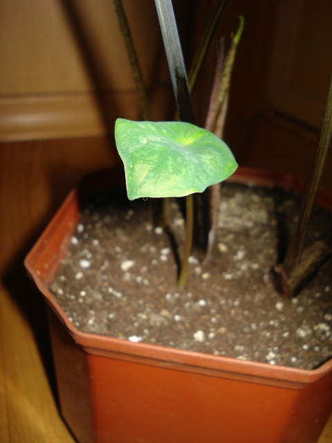 DSC08053.JPG
