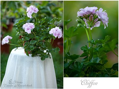 Chiffon 1_3.jpg