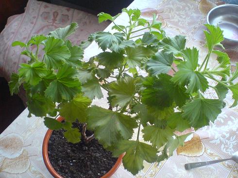 королева2.JPG
