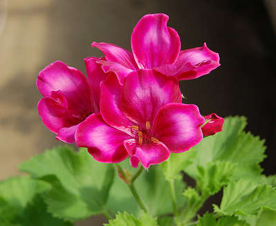 Lady Bute.jpg