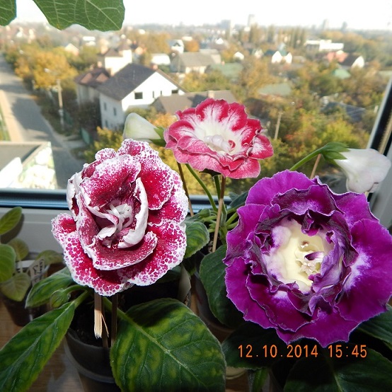 DSCN0981.JPG