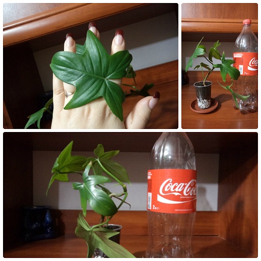 collage_photocat.jpg
