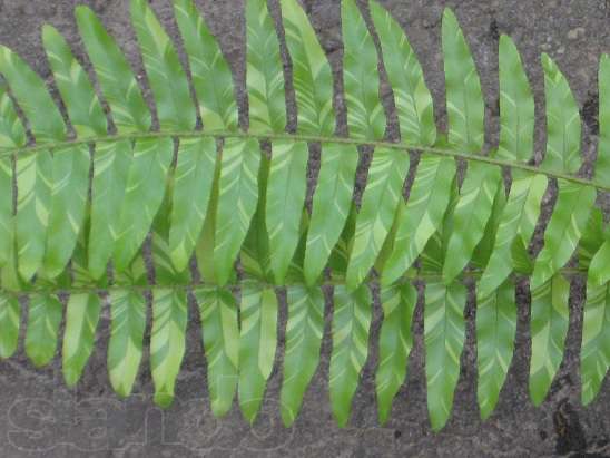 Nephrolepis Exaltata Tiger ваи.jpg