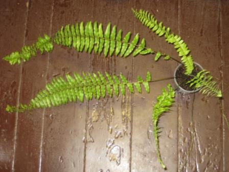 Nephrolepis Exaltata Tiger.JPG