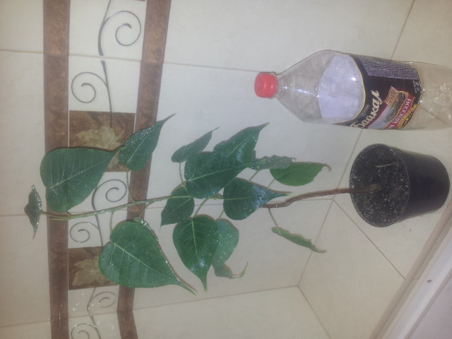 20141016_183736.jpg