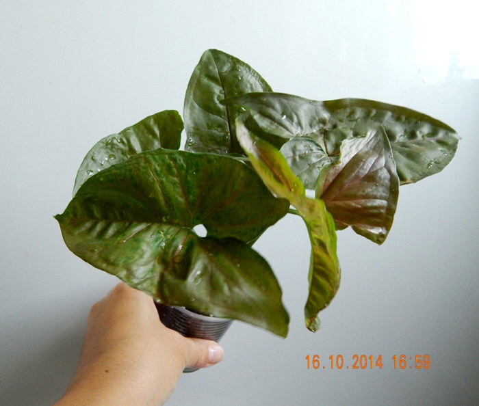 DSCN3069.JPG