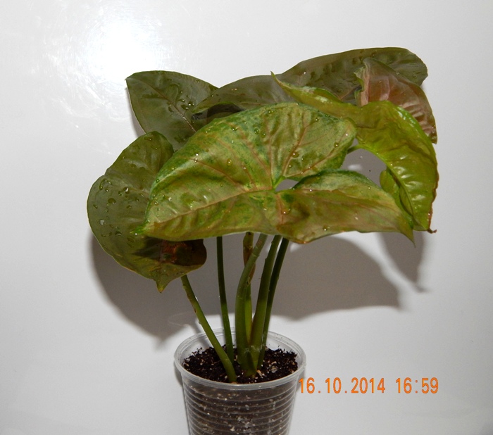 DSCN3067.JPG