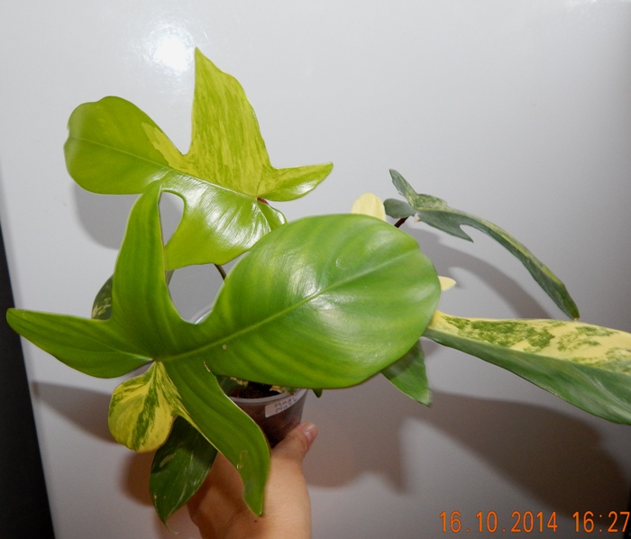 DSCN3050.JPG
