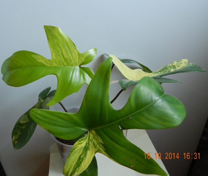 DSCN3054.JPG