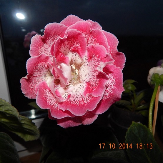 DSCN1023.JPG